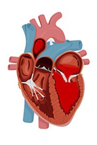 心脏二尖瓣示意图